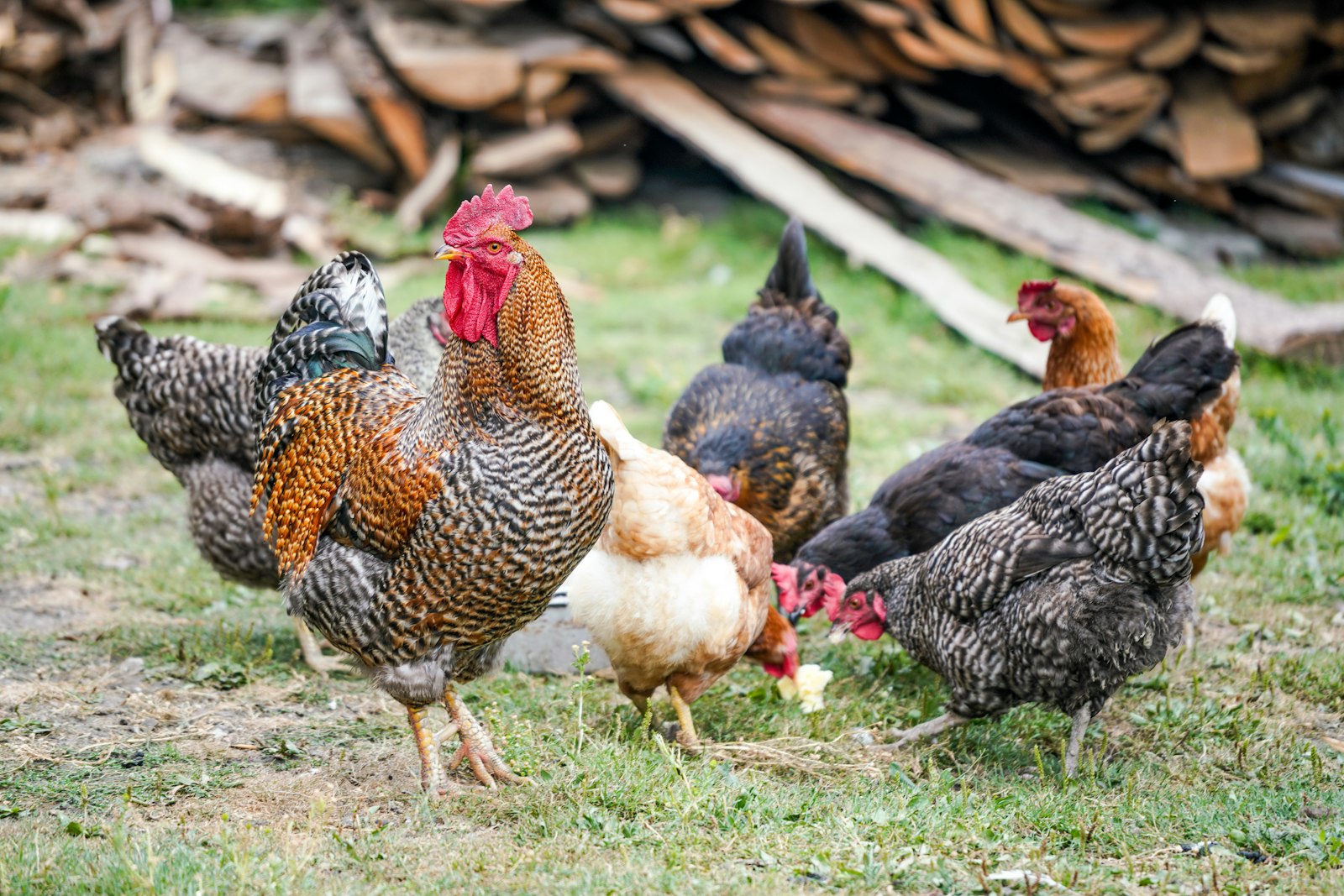 Free-range chickens on a Kenyan poultry farm
